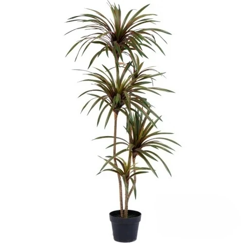 Simulation Colorful Ponytail I - Dracaena Marginata ulasan dan harga