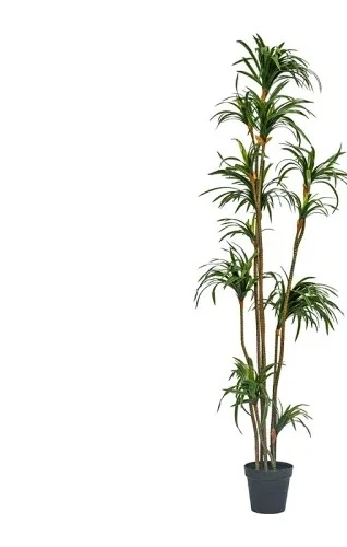 Simulation Dracaena Dracaena M - Dracaena Marginata ulasan dan harga