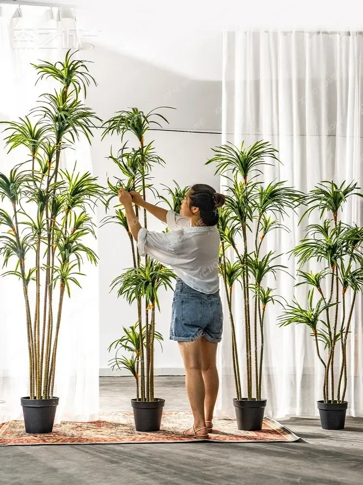 Simulation Dracaena Dracaena M - Dracaena Marginata ulasan dan harga