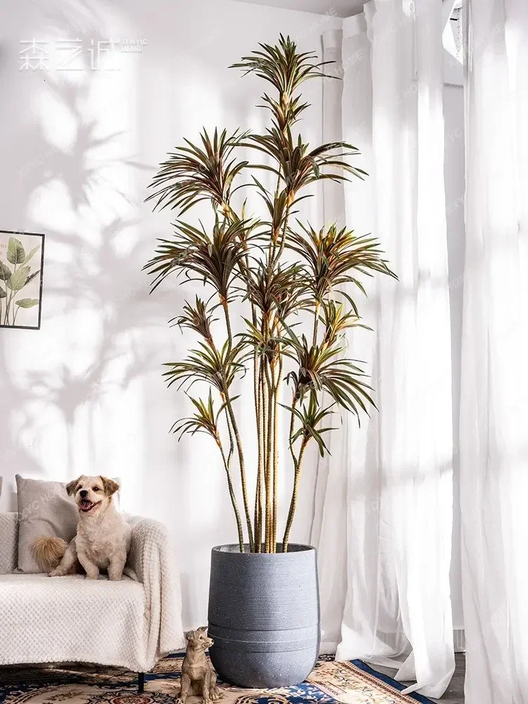 Simulation Dracaena Dracaena M - Dracaena Marginata ulasan dan harga