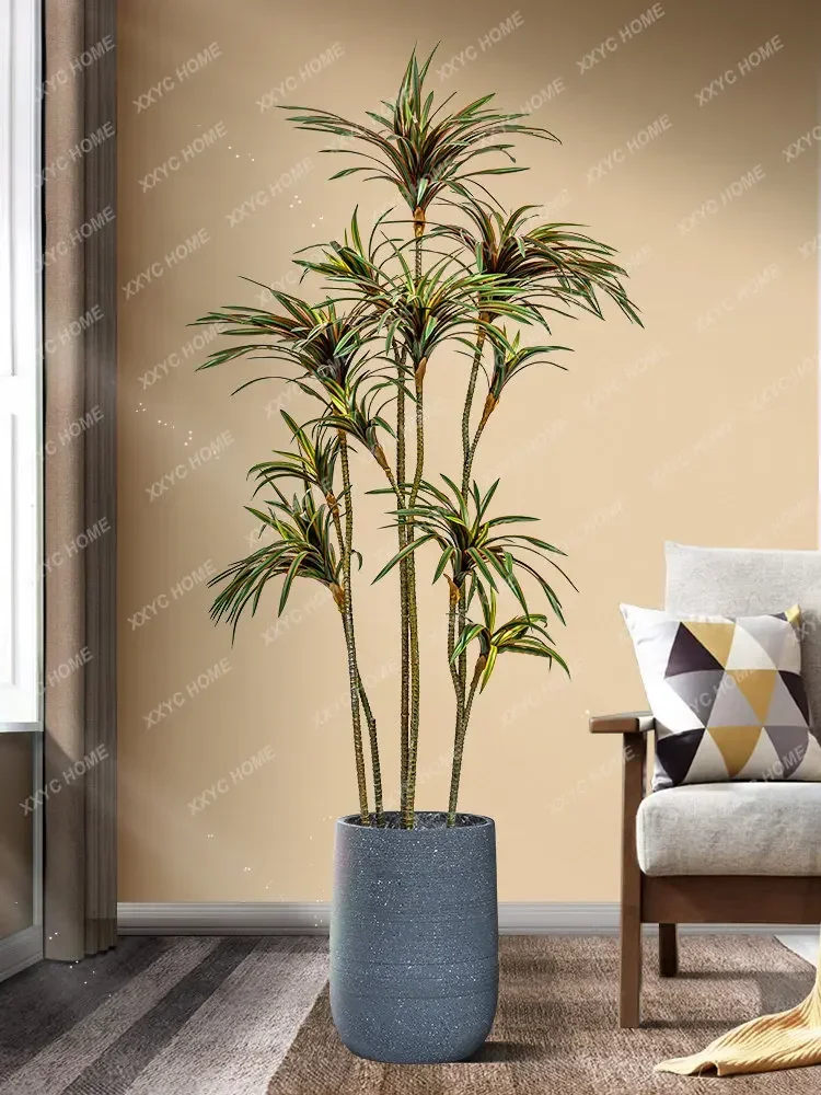 Simulation Dracaena Dracaena M - Dracaena Marginata ulasan dan harga