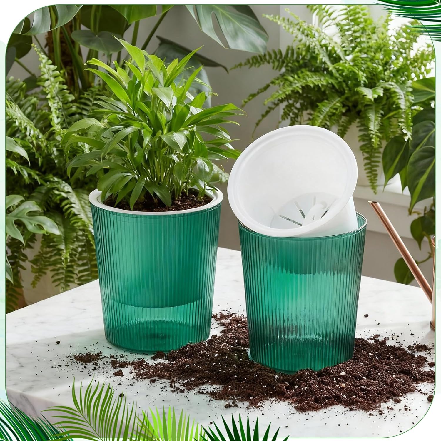 Clear Self Watering Planters P - Aloe Vera Pot ulasan dan harga