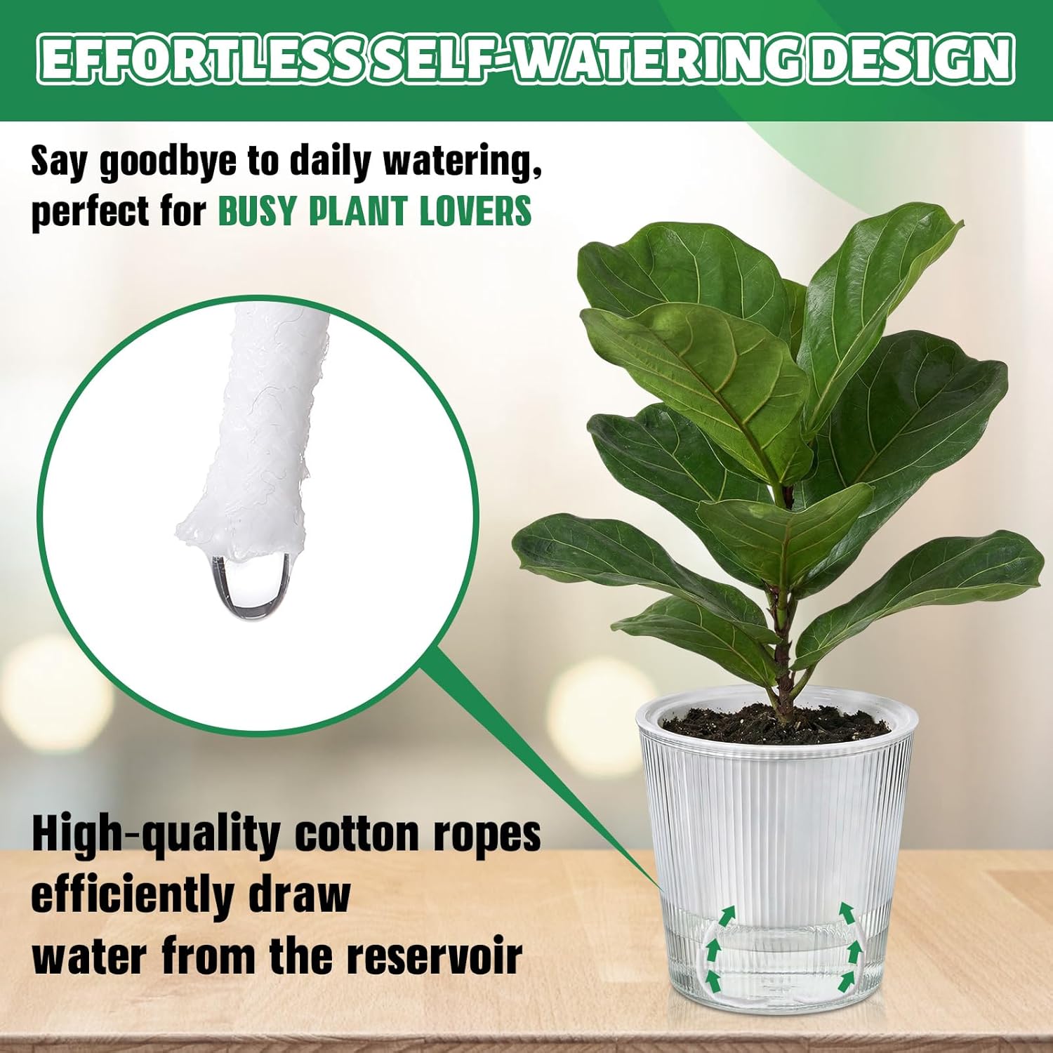 Clear Self Watering Planters P - Aloe Vera Pot ulasan dan harga